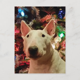 Cartão Postal De Festividades Feliz Natal Merra Bull terrier