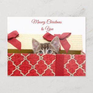 Cartão Postal De Festividades Feliz Natal para o Gatinho Bonito na Caixa do Pres