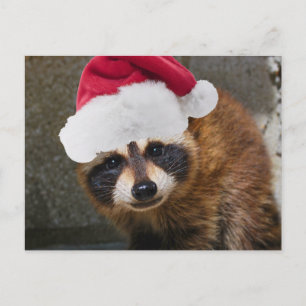 Cartão Postal De Festividades Feliz Raccoon Natal