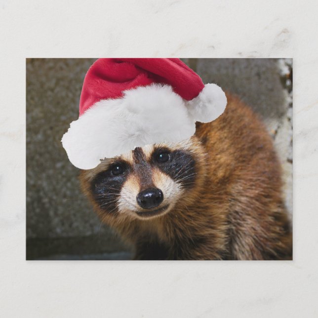 Cartão Postal De Festividades Feliz Raccoon Natal (Frente)