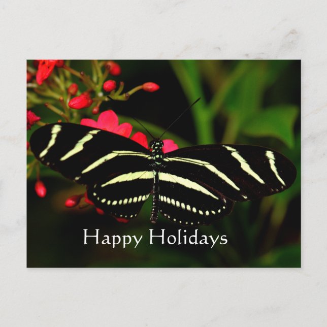 Cartão Postal De Festividades Felizes Feriados, Zebra Longwing (Frente)