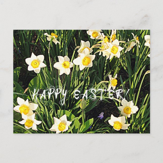 Cartão Postal De Festividades Felz pascoa (Frente)