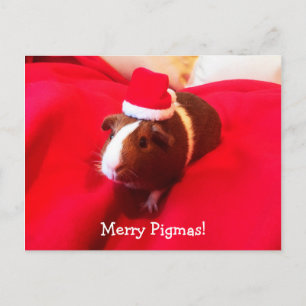 Cartão Postal De Festividades Feriado de Natal do Pig Santa Claus