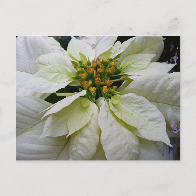 Cartão Postal De Festividades Feriado de Natal Elegante de Poinsettia Branca (Frente)