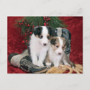 Cartão Postal De Festividades Feriados de Sheepdog Shetland