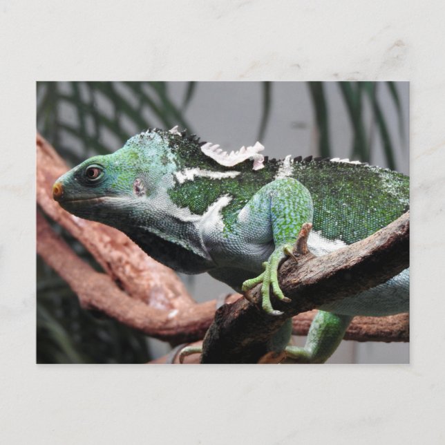 Cartão Postal De Festividades Fijian Crested Iguana (Frente)