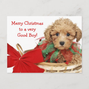 Cartão Postal De Festividades Filhote de cachorro da caniche que senta-se na