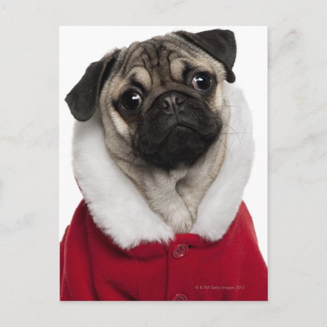 Cartão Postal De Festividades Filhote de cachorro do Pug (6 meses velho) que (Frente)