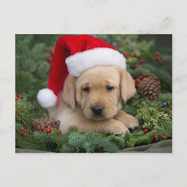 Cartão Postal De Festividades Filhote de Labrador Retriever com Chapéu de Papai  (Frente)