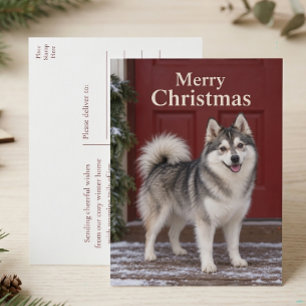 Cartão Postal De Festividades Filhote de Pomsky Fofo Amante de Cachorro Feliz Na