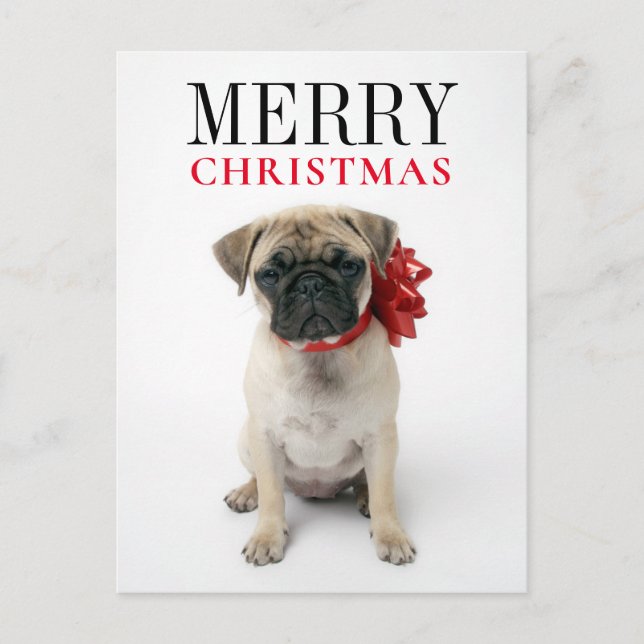 Cartão Postal De Festividades Filhote de Pug com Laço de Natal (Frente)