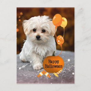 Cartão Postal De Festividades Filhote Fofo de Maltês Celebra Halloween 