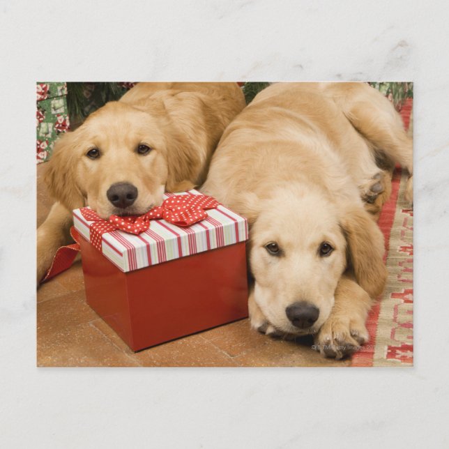 Cartão Postal De Festividades Filhotes de cachorro do golden retriever com (Frente)