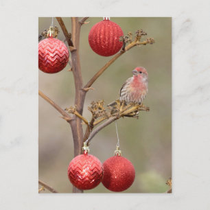 Cartão Postal De Festividades Finch perfurado em torno de Enfeites de natal