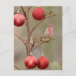 Cartão Postal De Festividades Finch perfurado em torno de Enfeites de natal