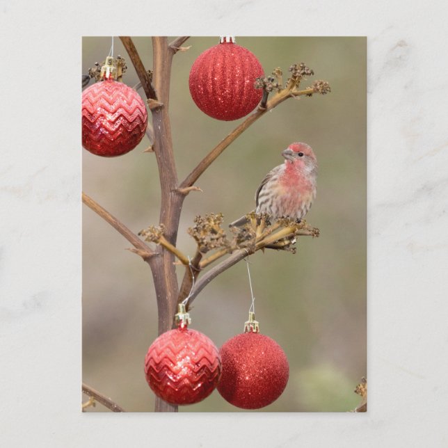 Cartão Postal De Festividades Finch perfurado em torno de Enfeites de natal (Frente)