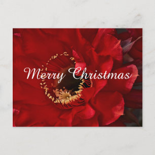 Cartão Postal De Festividades Firelight Cactus, Feliz Natal