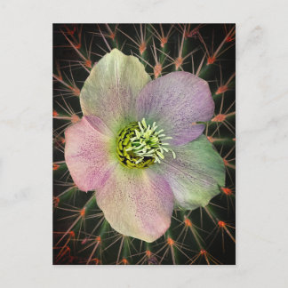 Cartão Postal De Festividades Flor