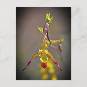 Cartão Postal De Festividades Flor Botânica Orquídea Amarela Elegante Laranja Am
