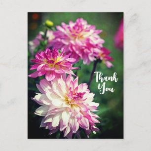 Cartão Postal De Festividades Flor Dahlia Rosa e Branca Obrigado