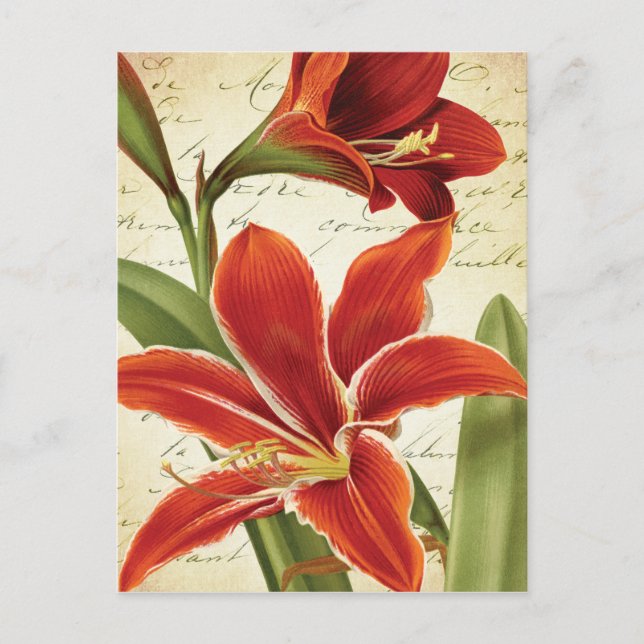 Cartão Postal De Festividades Flor de Natal Red Amaryllis Botânica (Frente)