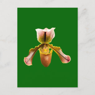 Cartão Postal De Festividades Flor de orquídea