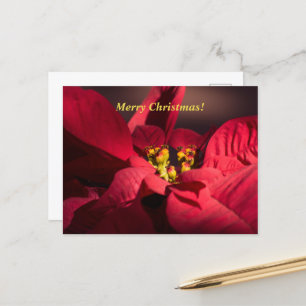 Cartão Postal De Festividades Flor de poinsettia vermelha de Natal em flor