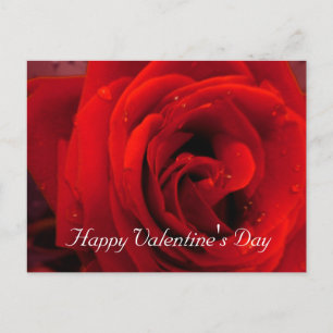 Cartão Postal De Festividades Flor de rosa vermelha