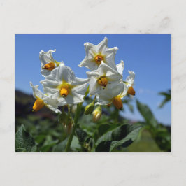 Cartão Postal De Festividades Flores de amido Solanum tuberosum