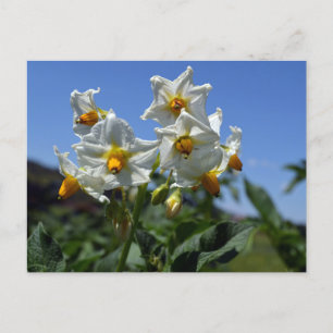 Cartão Postal De Festividades Flores de amido Solanum tuberosum