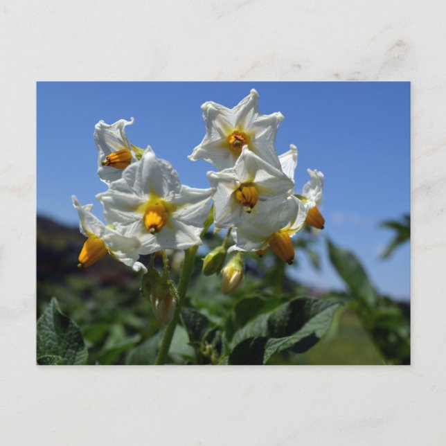Cartão Postal De Festividades Flores de amido Solanum tuberosum (Frente)