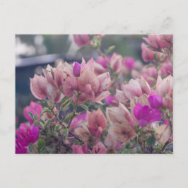 Cartão Postal De Festividades Flores de Bougainvillea