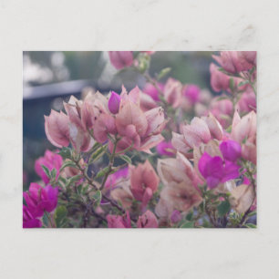 Cartão Postal De Festividades Flores de Bougainvillea
