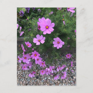 Cartão Postal De Festividades Flores de cosmos com seixos Em um