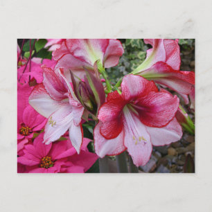 Cartão Postal De Festividades Flores de Férias Vermelhas Amaryllis e Poinsettia