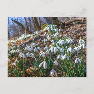 Cartão Postal De Festividades Flores de Neve em Floresta de Primavera Pos