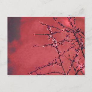 Cartão Postal De Festividades Flores de primavera sobre fundo vermelho