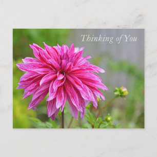 Cartão Postal De Festividades Flores do Elegante Pink Dahlia Garden pensando em