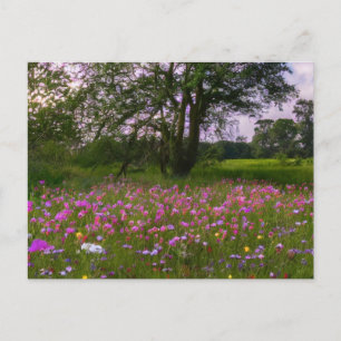 Cartão Postal De Festividades Flores Roxas em Dusk no País