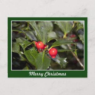 Cartão Postal De Festividades Folhas de Holly e bagas vermelhas, Feliz Natal