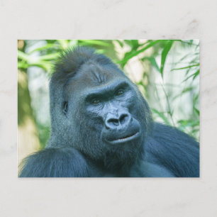 Cartão Postal De Festividades Força Inabalável Silverback Gorilla Kito