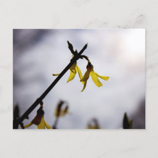 Cartão Postal De Festividades Forsythia