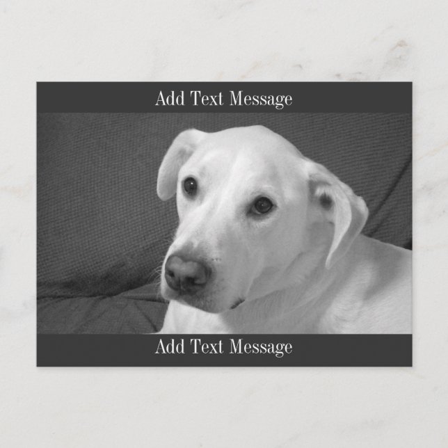 Cartão Postal De Festividades Foto branca e negra de um lindo cão com alma (Frente)