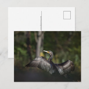 Cartão Postal De Festividades Foto da natureza cormorante