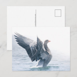 Cartão Postal De Festividades Foto da natureza de ganso-cinzento