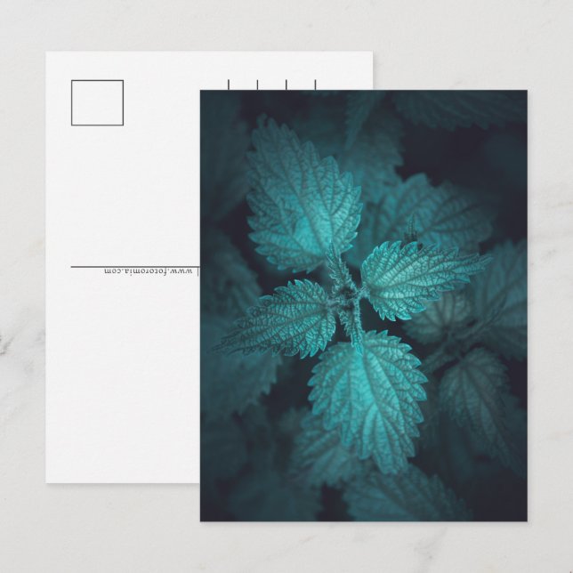 Cartão Postal De Festividades Foto da Natureza do Nettle (Frente/Verso)
