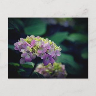 Cartão Postal De Festividades Foto das flores de Hydrangea rosa e branca