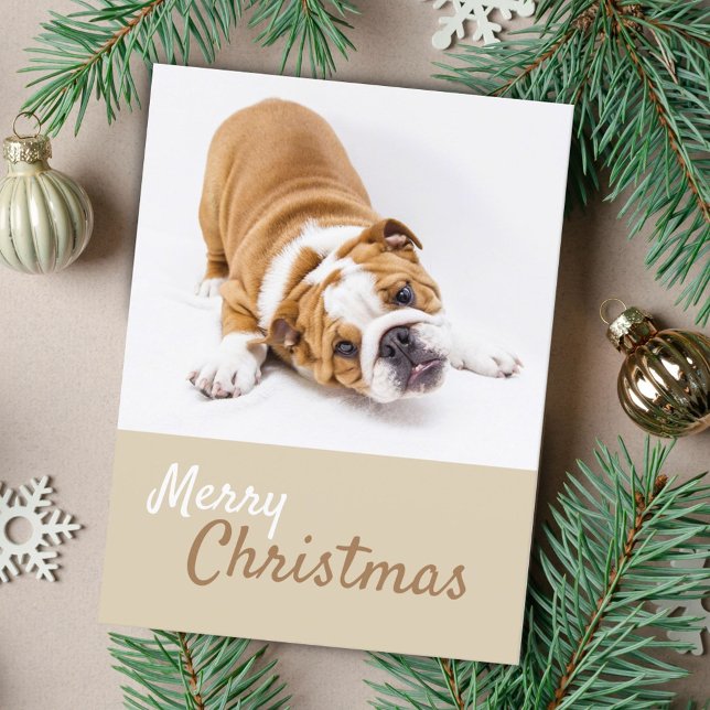 Cartão Postal De Festividades Foto de Natal para Bulldog Inglês (Criador carregado)