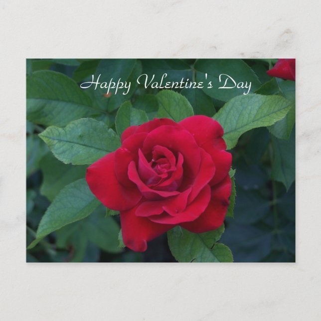 Cartão Postal De Festividades Foto de rosa vermelha (Frente)