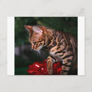 Cartão Postal De Festividades Foto do Gatinho de Natal (Gato Bengala Doméstico)